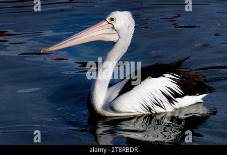 Mr. Pelican, Ein sehr großer Vogel mit einem Gewicht von bis zu 13 kg und einer Spannweite von 2,5 m. der rosafarbene Vogel ist sehr lang (50 cm), wobei der untere Vogel einen dehnbaren Beutel zum Aufnehmen und Aufbewahren von Nahrungsmitteln trägt. Kopf und Körper des australischen Pelikans sind weiß, mit schwarzem Rücken und Schwanz. Der Oberflügel ist schwarz mit einem weißen ovalen Abschnitt in der Mitte der Vorderkante; der Unterflügel ist weiß mit dunklen Flugfedern und einem teilweise schwarzen Balken in der Mitte. Die grau-blauen Beine sind kurz für die Größe der Vögel. Der Hals wird im Flug wieder umgeklappt. Pelicaner verwenden thermische Ströme Stockfoto