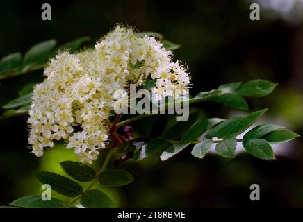 Rowan Blossom, die Rowans oder Bergasche sind Sträucher oder Bäume der Gattung Sorbus der Familie Rosaceae. Sie sind in den kühl gemäßigten Regionen der nördlichen Hemisphäre beheimatet, mit der höchsten Artenvielfalt in den Bergen Westchinas und im Himalaya, wo zahlreiche apomiktische Mikroarten vorkommen. Der Name rowan wurde ursprünglich für die Art Sorbus aucuparia verwendet und wird auch für andere Arten in Sorbus subgenus Sorbus verwendet. Rowans sind nicht verwandt mit den echten Eschen, die zur Gattung Fraxinus, Familie Oleaceae gehören, obwohl ihre Blätter oberflächliche Ähnlichkeit aufweisen Stockfoto