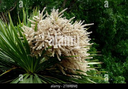 Kohlbaum. NZ, der Kohl ist einer der markantesten Bäume in der Landschaft Neuseelands, besonders auf Farmen. Sie wachsen im ganzen Land, bevorzugen aber feuchte, offene Flächen wie Sümpfe Stockfoto