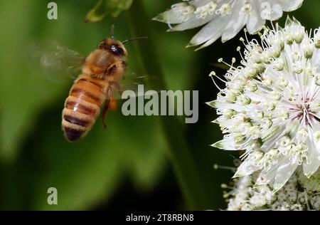 Die Bienen sind fliegende Insekten, die eng mit Wespen und Ameisen verwandt sind, die für ihre Rolle bei der Bestäubung bekannt sind, und, im Falle der bekanntesten Bienenart, der europäischen Honigbiene, für die Erzeugung von Honig und Bienenwachs. Bienen sind eine monophyletische Linie innerhalb der Superfamilie Apoidea, die heute als Clade Anthophila gilt. Es gibt fast 20.000 bekannte Bienenarten in sieben bis neun anerkannten Familien, obwohl viele nicht beschrieben sind und die tatsächliche Zahl wahrscheinlich höher ist. Sie kommen auf allen Kontinenten außer der Antarktis vor Stockfoto