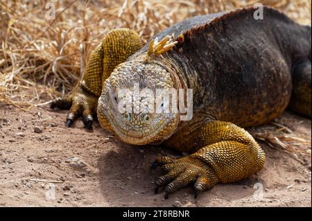 Ein Landleguan liegt auf dem staubigen Boden auf dem Drachenberg, Santa Cruz Island, Galapagos, Ecuador, Stockfoto