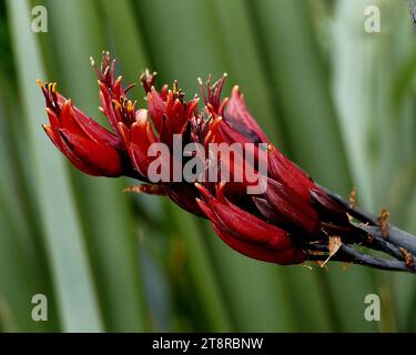Phormium Tenax. NZ Flachs, Neuseeland Flachs ist eine der markantesten einheimischen Pflanzen in der Region. Er hat schwertförmige Blätter, die 1 bis 3 Meter lang sind und fächerförmig wachsen. Im Frühjahr strömen Vögel – insbesondere tūī –, um sich vom Nektar seiner röhrenförmigen Blüten zu ernähren, die auf bis zu 4,5 Meter langen Stämmen blühen. Durch den Transport von Pollen von Pflanze zu Pflanze helfen die Vögel, Flachs in langen Schoten Samen zu produzieren Stockfoto