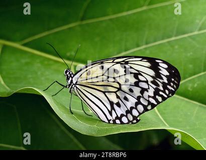 Idea leuconoe - Paper Kite, allgemein bekannt als Paper Kite, IDEA leuconoe sind in dicht bewaldeten Regionen in Südchina, Südjapan, Malaya, Java, Borneo, und den Philippinen. Diese Schmetterlinge haben einen schwachen, flatternden Flug durchsetzt mit Gleitflug aufgrund des hohen Verhältnisses ihrer Flügelgröße zu Körpergröße. Ihre Flügel sind in der Regel hellgelb, braun oder cremeweiß, mit dunkelbraunen oder schwarzen Adern und Flecken Stockfoto