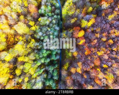 Blick von oben auf die herbstliche bunte Waldlandschaft Tapeten Kunst. Luftbild der Natur mit Kiefern und Asphaltbanner. Waldweg Trog Stockfoto
