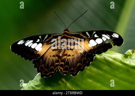 Der Clipper (Parthenos sylvia) ist eine Art von Nymphaliden-Schmetterlingen, die in Süd- und Südostasien vorkommt. Der Clipper ist ein schnell fliegender Schmetterling und hat die Gewohnheit, mit seinen Flügeln, die steif zwischen der horizontalen Position und einige Grad unterhalb der Horizontalen flattern. Es kann zwischen Schlägen gleiten Stockfoto