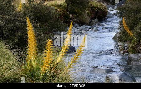 Aciphylla aurea ist eine Art der Aciphylla aurea, auch bekannt als Goldenes Speergras oder Goldenes Spaniarde. Einzelne Pflanzen können bis zu 100 cm (39 Zoll) hoch sein und aus scharfen, gelblich-grünen Blättern bestehen. A. aurea findet sich auf der Südinsel Neuseelands, meist in bergigen Gebieten, aber auch in niedriger Höhe in trockenem, gut durchlässigem Grünland. Sie findet sich in Höhen von 300 bis 1.500 m (980 bis 4.920 ft Stockfoto