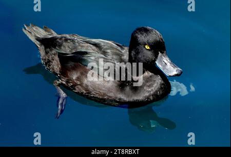 Neuseelandschnecke, Neuseelandschnecke sind anders als jede andere einheimische Entenart. Dunkel und hockend mit einem abgerundeten Profil, kommen sie oft in großen Herden vor, die mit korkförmigem Auftrieb schweben. Scaup sind Tauchenten und verbringen viel Zeit unter Wasser, wo sie beträchtliche Entfernungen zurücklegen können. Beide Geschlechter sind dunkel gefiedert, sind aber leicht zu unterscheiden. Das Männchen hat ein dunkelbraunes Gefieder mit schillerndem blaugrünem Kopf und Flügeln und leichteren Flecken auf Brust und Unterseite. Seine Iris ist gelb und blau-grau. Das Weibchen ist ein dickerer Schokoladenbraun, heller an der Unterseite. Stockfoto