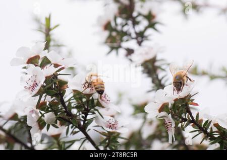 Honigbiene an weißer manuka-Blume mit medizinischen Eigenschaften Stockfoto