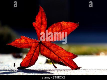 Tanzen auf der Straße, Herbstblattfarbe ist ein Phänomen, das die normalerweise grünen Blätter vieler Laubbäume und Sträucher betrifft, durch die sie während einiger Wochen in der Herbstsaison verschiedene Rot-, Gelb-, Violett-, Schwarz-, Orange-, Rosa, Magenta, Blau und Braun. Das Phänomen wird im Englischen Herbstfarben oder Herbstlaub genannt und Herbstfarben, Herbstlaub oder einfach Laub Stockfoto