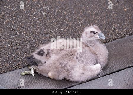 Der kap-Unfruchtbare hat seine Feder noch nicht. Stockfoto