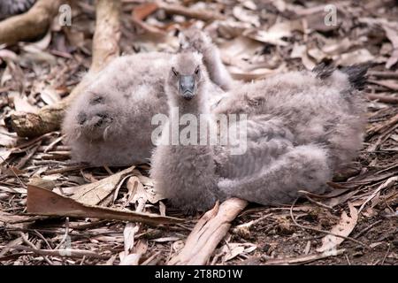 Die kahlen kap-Gänse sind grau mit einem schwarzen Schnabel. Stockfoto