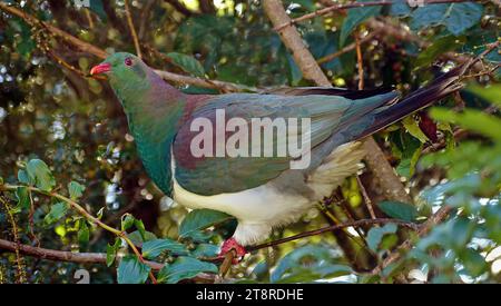 Kereru. NZ Wood Pigeon, der kererū ist ein großer Vogel mit grünen und bronzenen Federn auf dem Kopf und einer eleganten weißen Weste. Der laute Takt seiner Flügel ist ein unverwechselbarer Klang in unseren Wäldern Stockfoto