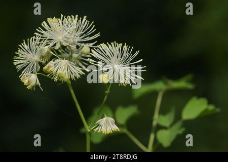 Die sibirische Säulenwiesen (Thalictrum aquilegiifolium) blühen in europäischen und gemäßigten asiatischen Feuchtwäldern Stockfoto