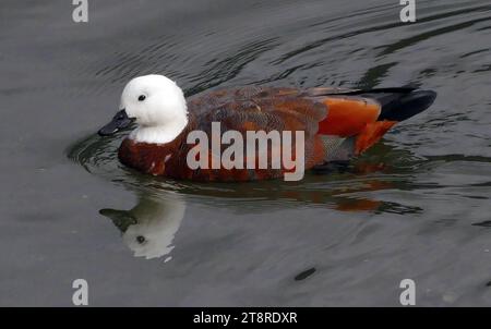 Weibliche Schutzente. Neuseeland, die Paradies-Shelduck ist eine einzige Shelduck in Neuseeland, eine weltweite Gruppe von großen, oft halbterrestrischen Wasservögeln, die Gänsehaut haben Stockfoto