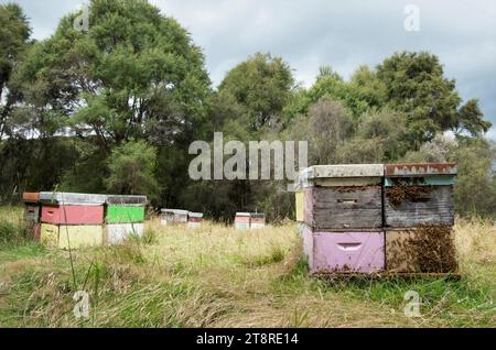 Bienenstöcke mit Honigbienen und manuka im Hintergrund Stockfoto
