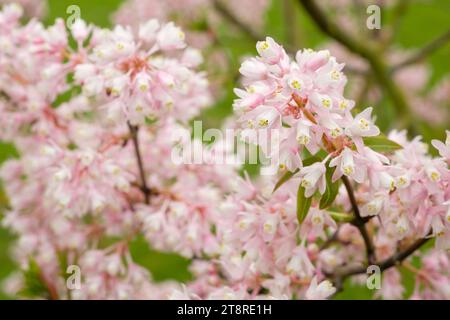 Staphylea Holocarpa Rosea, chinesischer Blumentopf, Blumenkuchen von blassrosa Blüten im Frühjahr Stockfoto