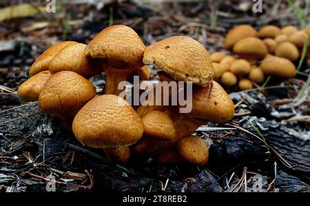 Gymnopilus junonius, Gymnopilus junonius ist eine Pilzart aus der Familie Cortinariaceae. Dieser große orangene Pilz, bekannt als Laughing Gym, Laughing Cap, Laughing Jim oder der spektakuläre Rustgill, wächst typischerweise auf Baumstümpfen, Baumstämmen oder Baumgrundstücken Stockfoto