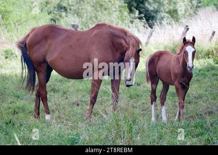 Mutter und Sohn (Equus caballus) das arabische Pferd ist eine Rasse von Pferden, die ihren Ursprung auf der Arabischen Halbinsel hat. Mit seiner markanten Kopfform und dem hohen Schwanzwagen ist der Araber eine der am besten erkennbaren Pferderassen der Welt. Es ist auch eine der ältesten Rassen, mit archäologischen Zeugnissen von Pferden im Nahen Osten, die an moderne Araber aus 4.500 Jahren erinnern. Im Laufe der Geschichte haben sich arabische Pferde sowohl durch Krieg als auch durch Handel auf der ganzen Welt verbreitet, um andere Rassen durch zusätzliche Geschwindigkeit, Raffinesse, Ausdauer und starken Knochen zu verbessern. Stockfoto