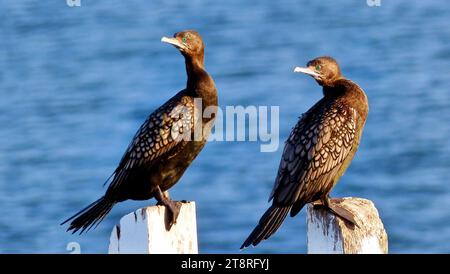 Der kleine schwarze Kormoran (Phalacrocorax sulcirostris), der kleine schwarze Kormoran (Phalacrocorax sulcirostris) ist ein Mitglied der Kormoranfamilie der Seevögel. Sie ist in kleineren Flüssen und Seen in den meisten Gebieten Australiens und Nordneuseelands verbreitet, wo sie als Little Black Shag bekannt ist. Er ist rund 60 Zentimeter lang und ist ganz schwarz mit blau-grünen Augen Stockfoto