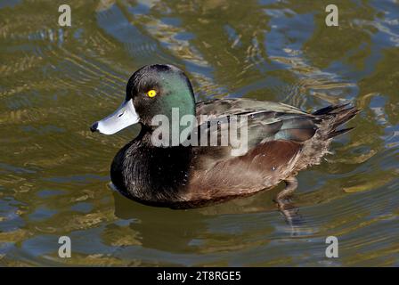 Saup NZ (Aythya novaeseelandiae), Neuseeländische Saup (Saup NZ), sind ganz anders als jede andere lebende Entenart. Dunkel und hockend mit einem abgerundeten Profil, kommen sie oft in großen Herden vor, die mit korkförmigem Auftrieb schweben. Scaup sind Tauchenten und verbringen viel Zeit unter Wasser, wo sie beträchtliche Entfernungen zurücklegen können. Beide Geschlechter sind dunkel gefiedert, sind aber leicht zu unterscheiden. Das Männchen hat ein dunkelbraunes Gefieder mit schillerndem blaugrünem Kopf und Flügeln und leichteren Flecken auf Brust und Unterseite. Seine Iris ist gelb und blau-grau. Das Weibchen ist ein dickerer Schokoladenbraun Stockfoto