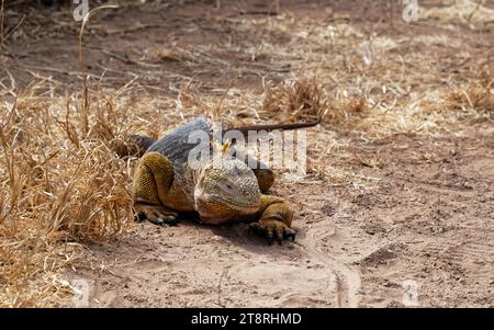 Ein Landleguan liegt auf dem Drachenberg auf der Insel Santa Cruz in Galapagos, Ecuador. Stockfoto