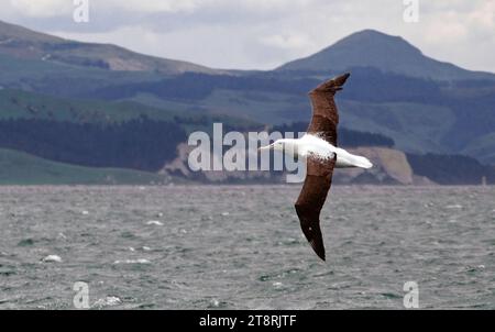 Der nördliche königliche Albatros (Diomedea sanfordi) ist ein riesiger weißer Albatros mit schwarzen Oberflügeln. Sie paart sich meist auf Lebenszeit und brütet nur in Neuseeland. Die zweijährige Zucht findet hauptsächlich auf den Schwestern und den vierzig-Fours-Inseln auf den Chatham-Inseln statt. Es gibt auch eine winzige Kolonie in Taiaroa Head bei Dunedin auf dem neuseeländischen Festland, die eine wichtige Touristenattraktion ist Stockfoto