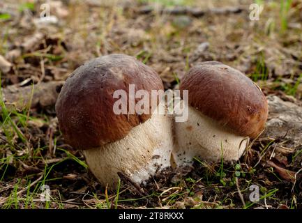 König Boletes. (Boletus edulis), der König Bolete ist ein sehr beliebter, köstlicher, fleischiger Pilz, der auf der ganzen Welt wächst. Es hat viele Namen wie King, cep, Porcini, Steinpilz, Penny Brötchen und viele andere. Es handelt sich offenbar um einen Komplex eng verwandter Arten mit ähnlichem Aussehen, Lebensraum und Geschmack, wo auch immer sie gefunden werden. Sie ist sehr variabel in der Färbung. Diese Gruppe muss genauer untersucht werden, um die Varianten genauer zu sortieren. Der König ist ein beliebter und vertrauter Pilz, der von Künstlern gezeichnet, gemalt oder gemalt wurde. Stockfoto