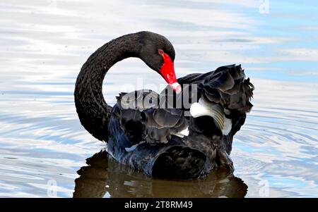 Der schwarze Schwan (Cygnus atratus), bei erwachsenen Schwarzen Schwänen ist der Körper meist schwarz, mit Ausnahme der breiten weißen Flügelspitzen, die im Flug sichtbar sind. Der Schnabel ist ein tiefes orange-rotes, heller an der Spitze, mit einem schmalen weißen Band am Ende Jüngere Vögel sind viel grauer und haben schwarze Flügelspitzen. Erwachsene Frauen sind kleiner als die Männchen Stockfoto