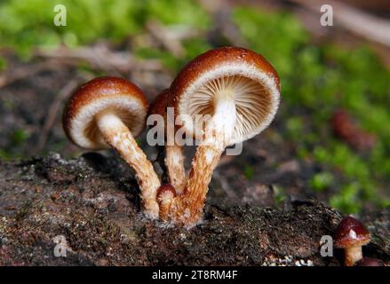 Steinpilze (Hypholoma lateritium,), dieser weit verbreitete Herbstpilz, manchmal auch „Steinmütze“ genannt, wächst in engen Gruppen auf Hartholzstümpfen und Baumstämmen Stockfoto