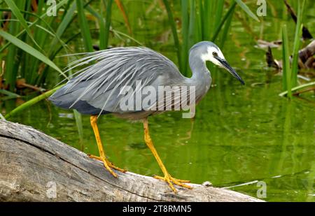 Egretta novaehollandiae (Egretta novaehollandiae), ein australischer Immigrant, der erst in den 1940er Jahren in Neuseeland mit der Züchtung begann, ist der Weißschauderreiher (Egretta novaehollandiae) zum bevölkerungsreichsten Reiher des Landes geworden. Anpassungsfähige Vögel, sie sind sowohl an der Küste als auch im Landesinneren zu Hause. Sie ernähren sich in aquatischen Umgebungen und feuchten Weiden, nehmen Fische, Kaulquappen, Frösche, Insekten, Spinnen, Würmer und sogar Mäuse. Sie sind etwa 66 Zentimeter lang und wiegen 550 Gramm Stockfoto