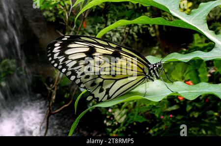 Paper Kite. (Idee leuconoe), allgemein bekannt als Paper Kite, sind in dicht bewaldeten Regionen in Südchina, Südjapan, Malaya, Java, Borneo, und den Philippinen. Diese Schmetterlinge haben einen schwachen, flatternden Flug durchsetzt mit Gleitflug aufgrund des hohen Verhältnisses ihrer Flügelgröße zu Körpergröße. Ihre Flügel sind in der Regel hellgelb, braun oder cremeweiß, mit dunkelbraunen oder schwarzen Adern und Flecken Stockfoto