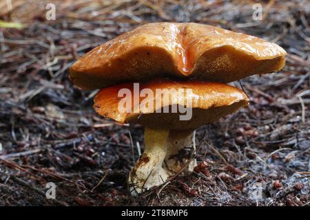 Boletenpilze. (Suillus bovinus), die Gattung Suillus gehört zur Ordnung der Boletales und hat charakteristische Merkmale, die viele der verschiedenen Suillus-Arten teilen. Diese mittelgroßen Pilze haben einen festen, zylindrischen Schaft, der oft einen Ring hat, der aus den Überresten des partiellen vail (der Membran, die die Sporenbildung unter der Kappe schützt, während der Pilz sich entwickelt) entsteht. Die Kappen der meisten Arten sind schleimig oder rutschig, besonders nach Regen, und haben porenähnliche Strukturen an der Unterseite, die von Gelb-, Hellorange-, Olivgrün- oder sogar Grautönen reichen. Stockfoto