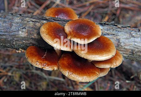 Schwefelbüschel. (Hypholoma fasciculare), Hypholoma fasciculare, allgemein bekannt als Schwefelbüschel, Schwefelbüschel oder Sammelholzliebhaber, ist ein häufiger Waldpilz, der oft als Anzeichen dafür gilt, dass kaum andere Pilze zu finden sind. Dieser saprophagische kleine Kiemenpilz wächst in großen Klumpen auf Baumstümpfen, toten Wurzeln oder verrottenden Stämmen von Laubbäumen fruchtbar Stockfoto