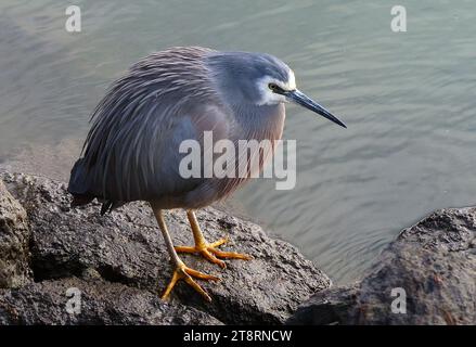 Weißfischreiher (Egretta novaehollandiae), Weißfischreiher kommen in Australien, Neuguinea und Neuseeland vor. Sie sind eine relativ neue Art in Neuseeland, die in den 1940er Jahren selbst eingeführt wurde Seit den 1950er Jahren ist die Zahl rapide gestiegen und mittlerweile ist sie im ganzen Land, einschließlich der Chatham-Inseln, weit verbreitet. Er ist in erster Linie ein Vogel von felsigen Ufern und Mündungsschlammen, kann aber auch in der Nähe der flachen Ränder von Seen bis zu 500 m Höhe und auf Bauernteichen gefunden werden. Nach dem Regen werden Weißreiher oft auf feuchten Weiden und auf Sportplätzen gesehen Stockfoto