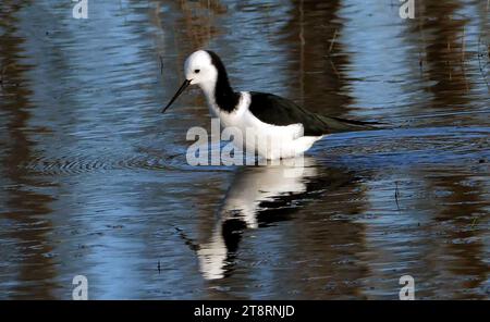 Himantopus himantopus (Himantopus himantopus) ist ein zierlicher Watvogel mit, wie der Name schon sagt, schwarz-weiß-Färbung und sehr langen Beinen. Sie ist in Feuchtgebieten und Küstengebieten in ganz Neuseeland verbreitet und kann neben Austernfangern auch gefüttert werden Stockfoto