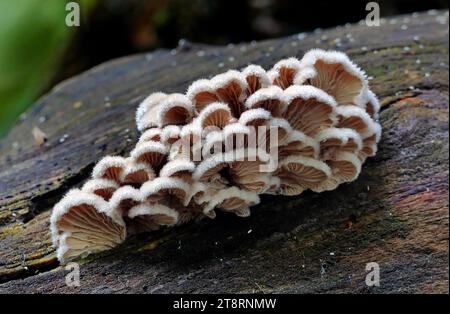 Schizophyllum commune (Split gill), Schizophyllum commune ist eine Pilzart der Gattung Schizophyllum. Der Pilz ähnelt welligen Wellen von dicht gepackten Korallen oder losen chinesischen Fächern. „Gillies“ oder „Split Kiemen“ variieren von cremegelb bis blassweiß. Die Kappe ist klein, 1-4,5 cm breit und hat eine dichte, aber schwammige Körperstruktur. Er ist bekannt als Spaltkiemenpilz, weil die Kiemenbildung Basidosporen in Längsrichtung einzigartig ist, die sich oft Spalten, wenn sie austrocknen und in Kiemen befeuchtet werden, während sie in Sporen gelangen. Stockfoto