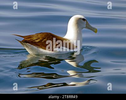 Der Weißdeckelalbatros (Thalassarche cauta steadi), der Weißdeckelalbatros (Thalassarche cauta steadi) ist ein Mollymawk, der auf den Inseln vor Neuseeland brütet. Nicht alle Experten sind sich einig, dass diese Form als eigenständige Spezies vom scheuen Albatros, Thalassarche cauta, anerkannt werden sollte. Er ist ein mittelgroßer schwarzer, schiefergrauer und weißer Albatros und ist der größte der Mollymawks Stockfoto