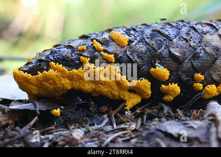 Physarum virescens, eine gelbe Schleimform aus Finnland, kein gebräuchlicher englischer Name Stockfoto