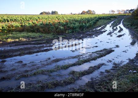 Schlammige, wasserdurchflutete Felder von Brassica in der Nähe von ormskirk, lancashire, england, großbritannien Stockfoto