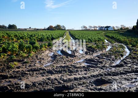 Schlammige, wasserdurchflutete Felder von Brassica in der Nähe von ormskirk, lancashire, england, großbritannien Stockfoto