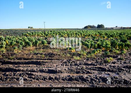 Schlammige, wasserdurchflutete Felder von Brassica in der Nähe von ormskirk, lancashire, england, großbritannien Stockfoto