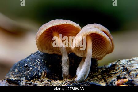 Gymnopilus eucalyptorum, Gymnopilus eucalyptorum ist eine Pilzart aus der Familie der Cortinariaceae Stockfoto