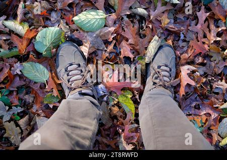 Person mit Wanderschuhen, die auf Herbstlaub steht Stockfoto