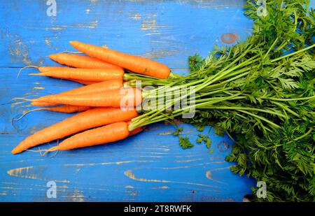 Organische Karotten auf blau lackierter Tischplatte Stockfoto
