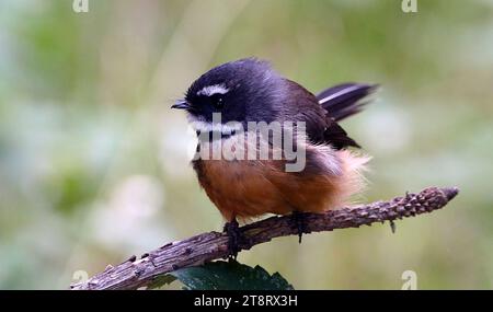 Der neuseeländische Fantail Rhipidura fuliginosa, bekannt für seinen freundlichen Cheet Cheet Call und seine energiegeladenen fliegenden Mätzchen, ist einer der am häufigsten und am weitesten verbreiteten einheimischen Vögel auf dem neuseeländischen Festland Stockfoto