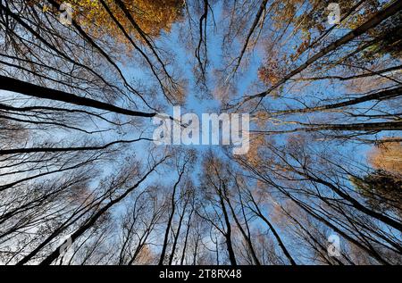 Blick nach oben durch Herbstbäume zum Hintergrund des blauen Himmels Stockfoto