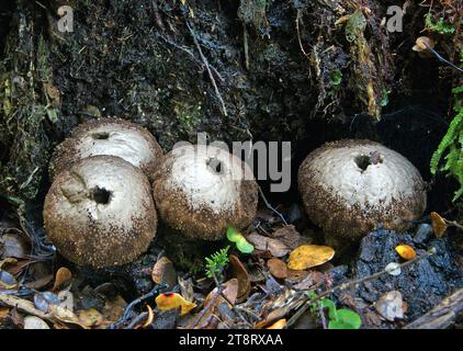 Puffbällchen - Lycoperdon sp, Lycoperdon perlatum, im Volksmund bekannt als der gewöhnliche Puffball, Warzen-Puffball, Edelsteinen-Studded Puffball oder Teufelsschnupfenpilz, ist eine Art von Puffbällchen aus der Familie der Agaricaceae Stockfoto