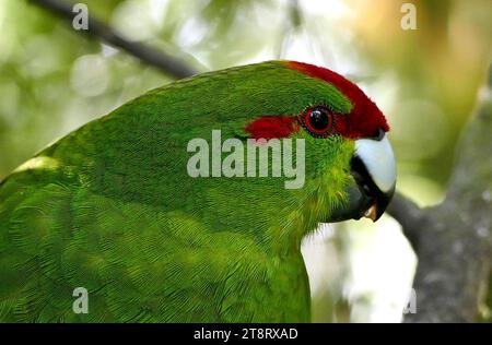 Der Rottönensittich (Cyanoramphus novaezelandiae), der Rottönensittich, auch bekannt unter seinem Māori-Namen kākāriki, ist ein kleiner Papageiensittich aus Neuseeland. Sie zeichnet sich durch ihr hellgrünes Gefieder und das rote Muster auf dem Kopf aus Stockfoto