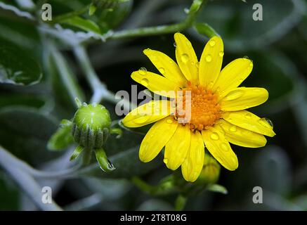 Senecio - Daisy Bush, Brachyglottis greyi, auch Senecio greyi genannt, mit dem gebräuchlichen Namen Daisy Bush ist ein Mitglied der großen Familie der Asteraceae und gehört zur Gattung Brachyglottis Stockfoto