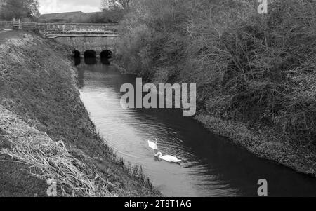 Zwei wilde Schwäne schwimmen in ruhiger Umgebung auf Beverley und Barmston Drain in einem ruhigen Morning inn Beverley, Yorrkshire, Großbritannien. Stockfoto